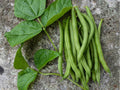 Provider Bush Bean Seeds – 25 Heirloom Non-GMO Green Beans for Container & Garden Growing