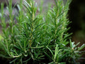 Rosemary Herb Seeds – 50 Pack, Culinary & Medicinal Perennial Fragrant Plant for Home Garden, Aromatic Herb Seedlings
