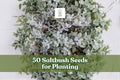 Saltbush Seeds 50-Pack | Atriplex spp. Hardy Shrub for Landscaping | Native US Plant
