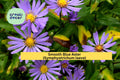 Smooth Blue Aster Seeds – 100 Non-GMO Native Perennial Seeds for Pollinator Gardens & Wildflower Meadows