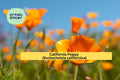 California Poppy Seeds – 50 Non-GMO Wildflower Seeds for Native Gardens, Drought-Tolerant, Pollinator Friendly, Bright Orange Blooms