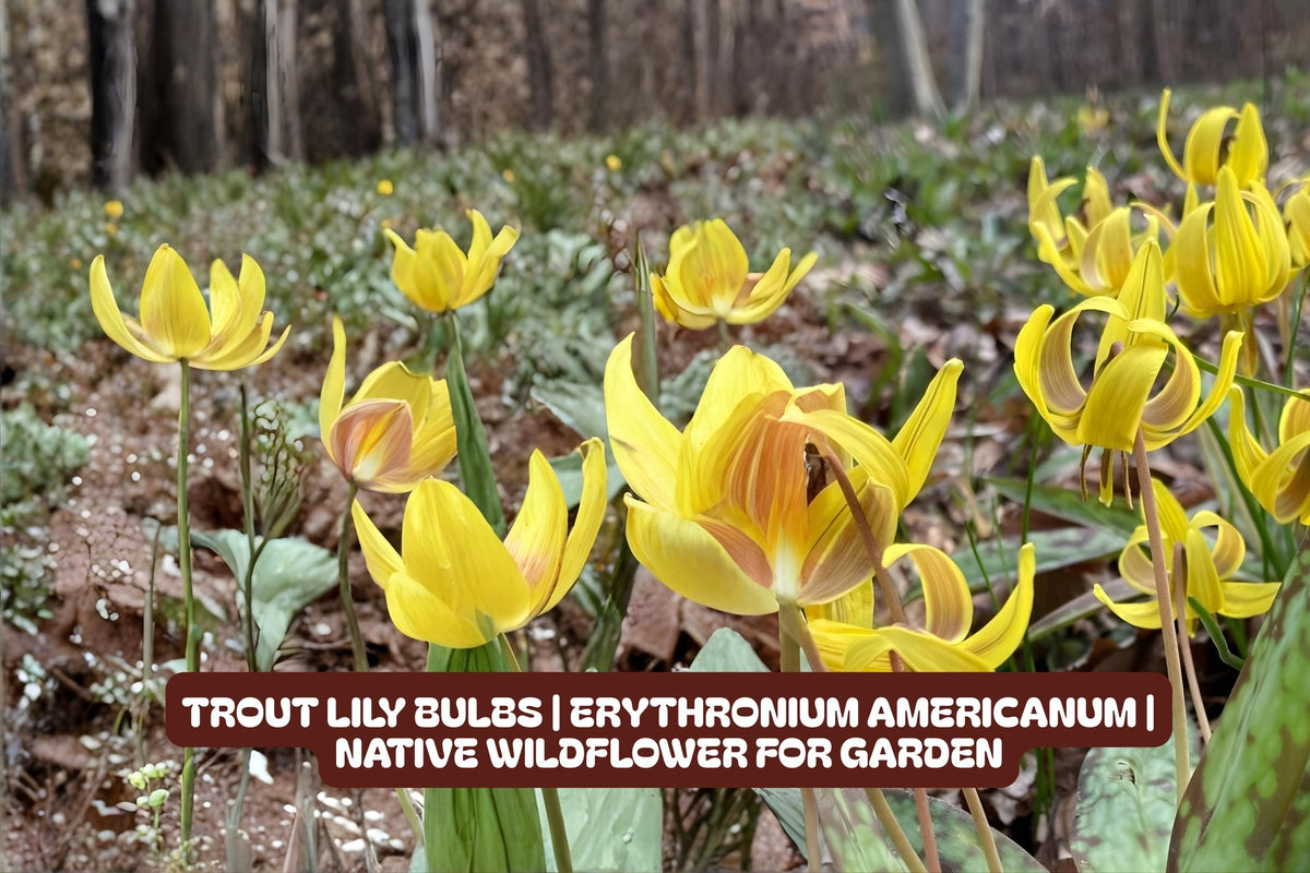 Trout Lily Bulbs | Erythronium Americanum | Native Wildflower for Shade Gardens and Woodland Landscaping