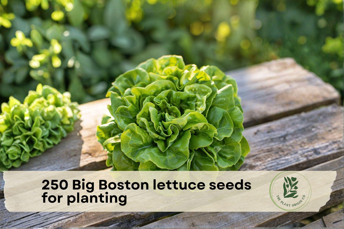 Big Boston Lettuce Seeds, Butterhead Variety, Annual Leafy Vegetable for Salad Gardens, 250 Seeds