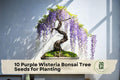 Purple Wisteria Bonsai Tree Seeds – Flowering Vine for Bonsai & Garden Cultivation, Wisteria spp.