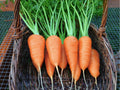 Chantenay Red Cored Carrot Seeds – 500 Non-GMO Heirloom, Short, Sweet, Crisp, Perfect for Raised Beds & Containers
