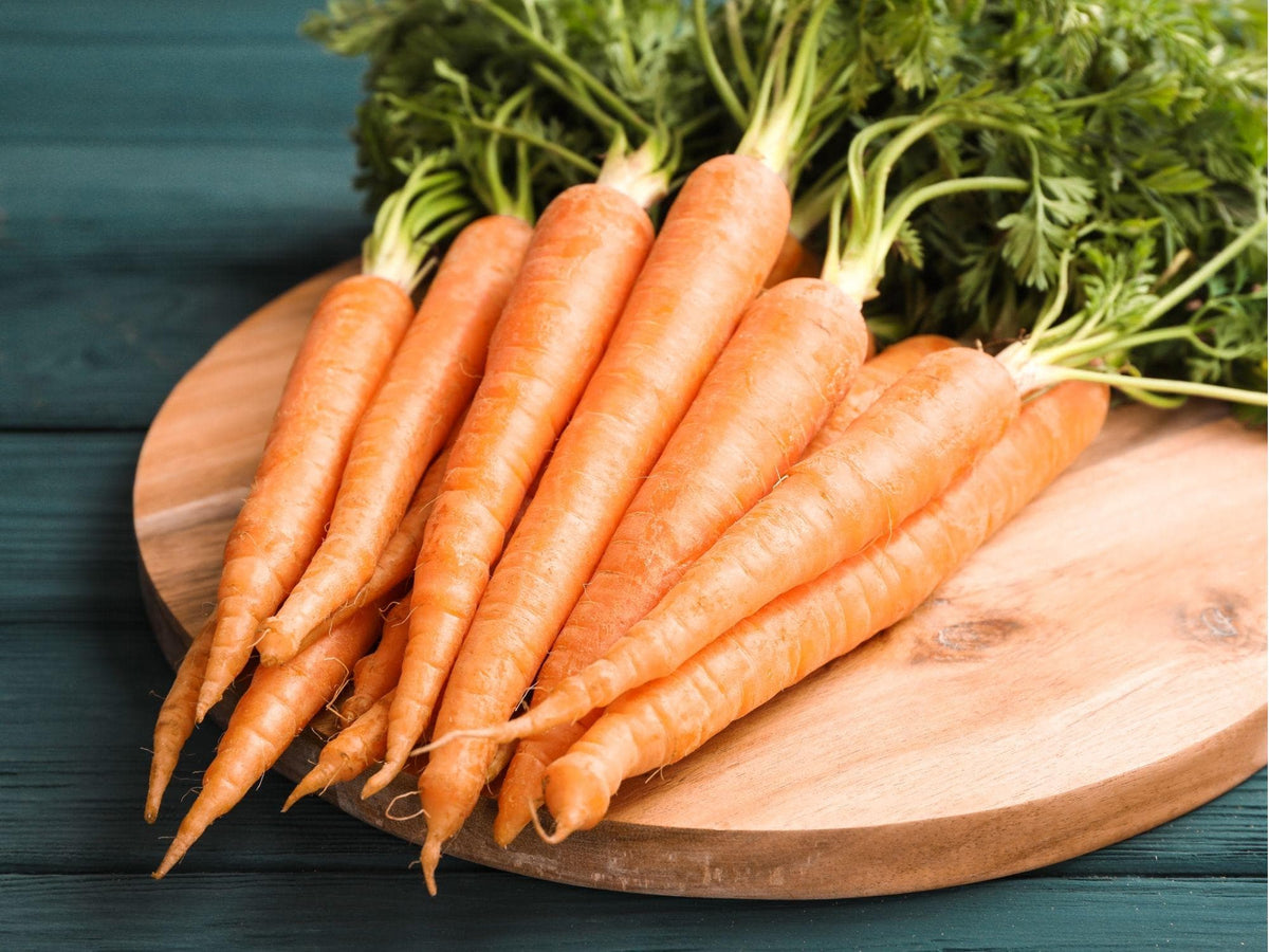 Tendersweet Carrot Seeds – 500 Non-GMO Heirloom, Coreless, Sweet, Crisp Roots | Daucus carota