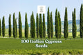Italian Cypress Seeds - Evergreen Tree, Tall, Narrow, Cupressus sempervirens, Garden & Landscape Planting, 100 Seeds