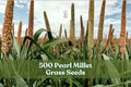 500 Pearl Millet Grass Seeds for Planting - Ornamental Variety Pennisetum glaucum - Garden Borders & Landscape Use