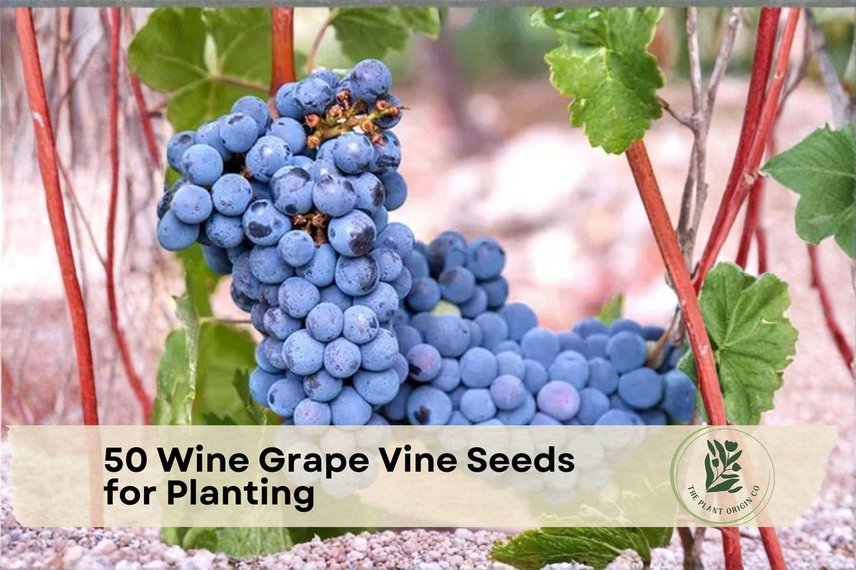 50 Grape Vine Seeds for Planting, Vitis spp., Fruit Climbing Vine, Home Garden, Ornamental, Perennial