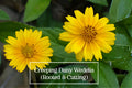 Creeping Daisy Live Plant + 5 Cuttings, Yellow Ground Cover Perennial, Wedelia trilobata, Singapore Daisy, Fast-Growing Trailing Plant