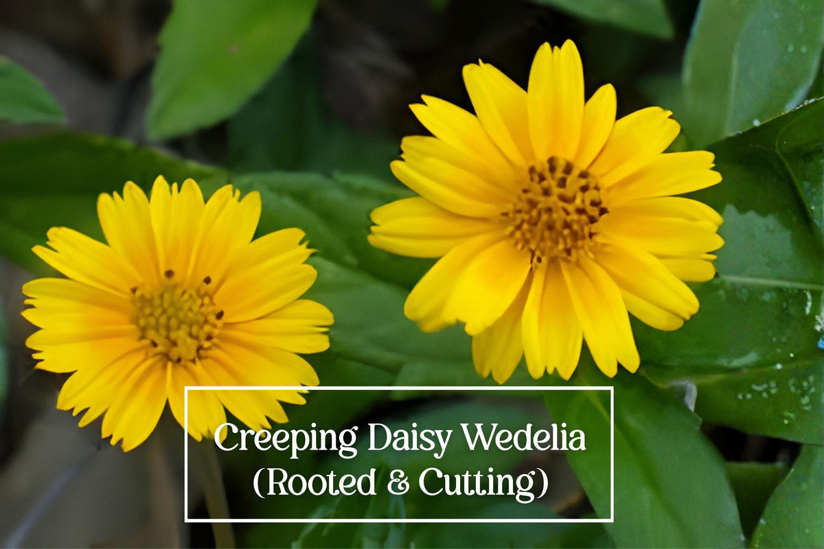 Creeping Daisy Live Plant + 5 Cuttings, Yellow Ground Cover Perennial, Wedelia trilobata, Singapore Daisy, Fast-Growing Trailing Plant