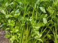 Tall Utah 52-70 Celery Seeds – Heirloom, Non-GMO, Crisp Tender Stalks, 2000 Count