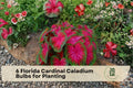 6 Florida Cardinal Caladium Bulbs for Planting – Vibrant Red Foliage, Shade Garden, Container Planting, Caladium spp.