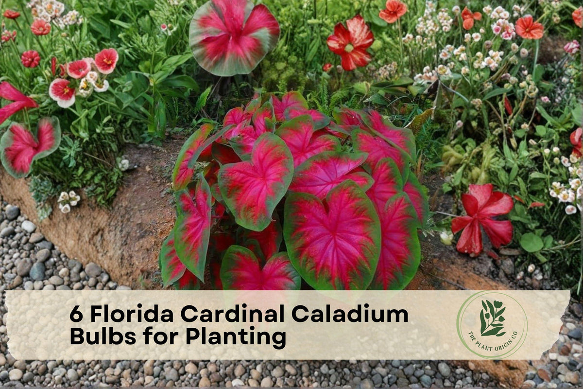 6 Florida Cardinal Caladium Bulbs for Planting – Vibrant Red Foliage, Shade Garden, Container Planting, Caladium spp.