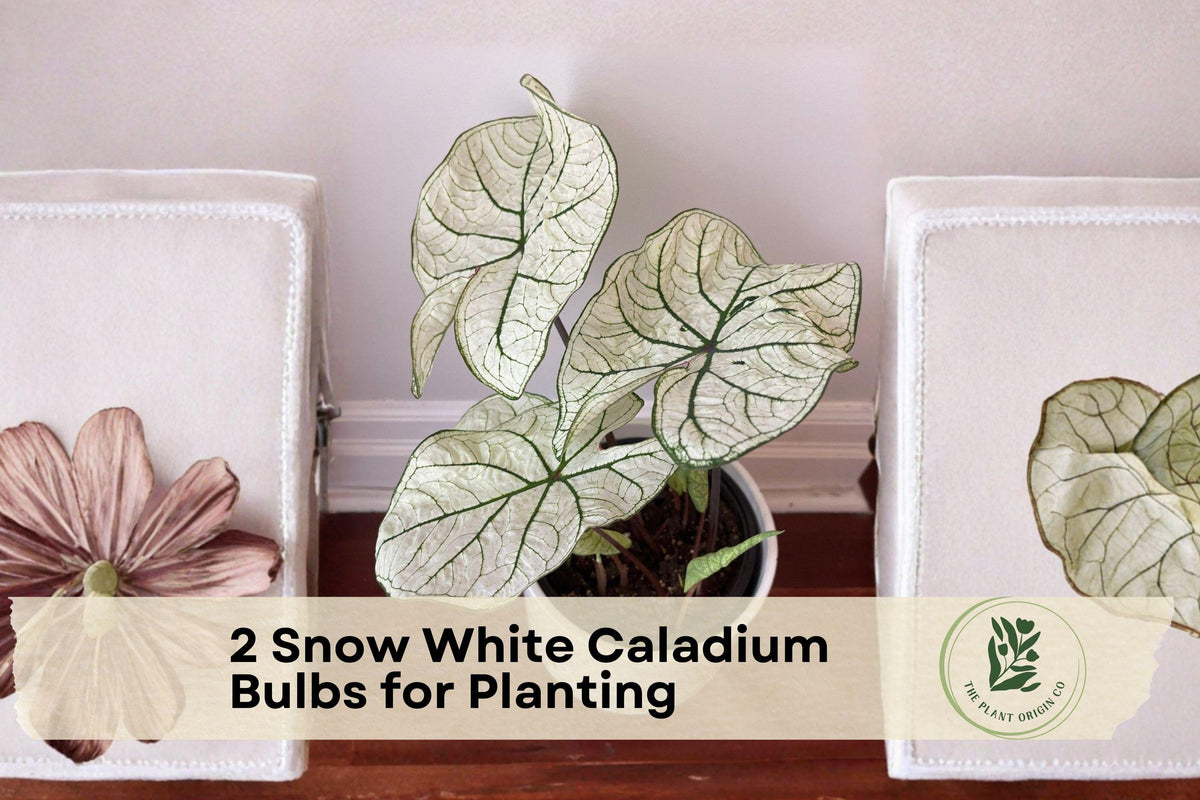 Snow White Caladium Bulbs – Fancy Leaf White Foliage, Shade Garden, Container Planting, Caladium spp.