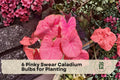 Pinky Swear Caladium Bulbs – Fancy Leaf Pink Foliage for Shade Gardens & Containers – Caladium spp.