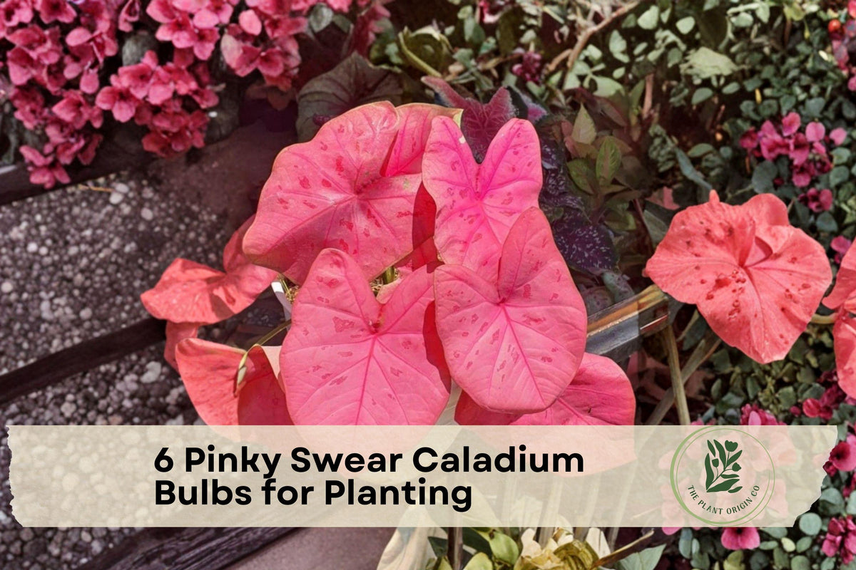 Pinky Swear Caladium Bulbs – Fancy Leaf Pink Foliage for Shade Gardens & Containers – Caladium spp.