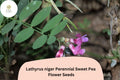 50+ Lathyrus niger Perennial Sweet Pea Seeds | Dark Purple Climbing Vine for Garden Trellis & Borders