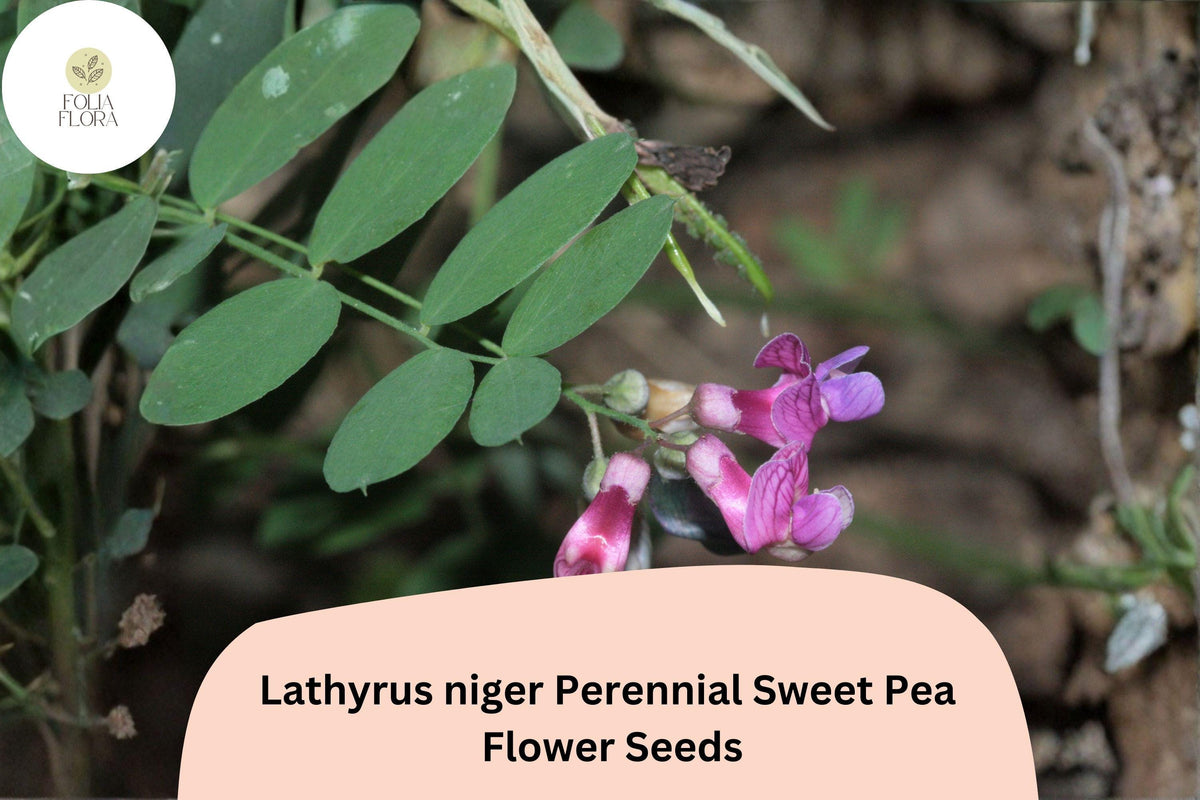 50+ Lathyrus niger Perennial Sweet Pea Seeds | Dark Purple Climbing Vine for Garden Trellis & Borders