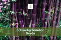50 Lucky Bamboo Seeds for Indoor Ornamental Planting Dracaena sanderiana Foliage Seeds