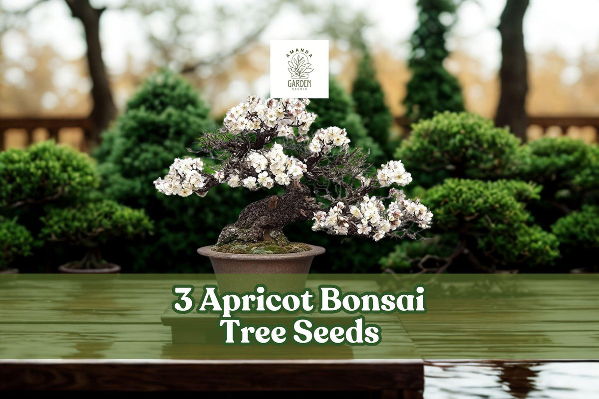 Apricot Tree Seeds for Planting – Prunus armeniaca, Bonsai & Fruit Tree Seeds, Ornamental & Small Tree Cultivation