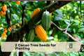 Cacao Tree Seeds for Planting – Theobroma cacao – Tropical Perennial Plant for Greenhouse or Indoor Growing