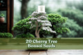 20 Cherry Tree Bonsai Seeds for Ornamental Prunus spp. Container Growing & Bonsai Planting