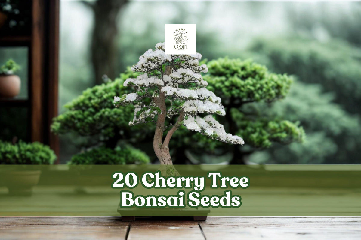 Cherry Tree Bonsai Seeds - Ornamental Prunus spp. for Bonsai, Container, Garden Planting, Full Sun, Perennial