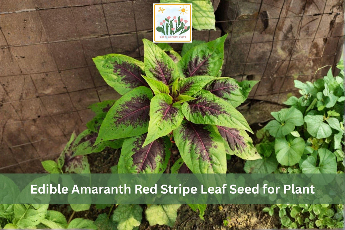 500 Seeds Red Stripe Leaf Amaranth Edible Red Beauty Tricolor