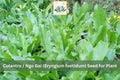 100 Seeds Culantro Ngo Gai Vietnamese Recao Herb Eryngium foetidum