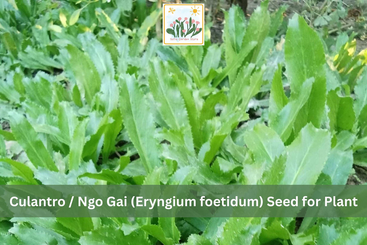 100 Seeds Culantro Ngo Gai Vietnamese Recao Herb Eryngium foetidum