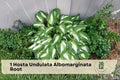 Hosta Undulata Albomarginata Bare Root Plant – Variegated Shade Perennial with Green & White Foliage
