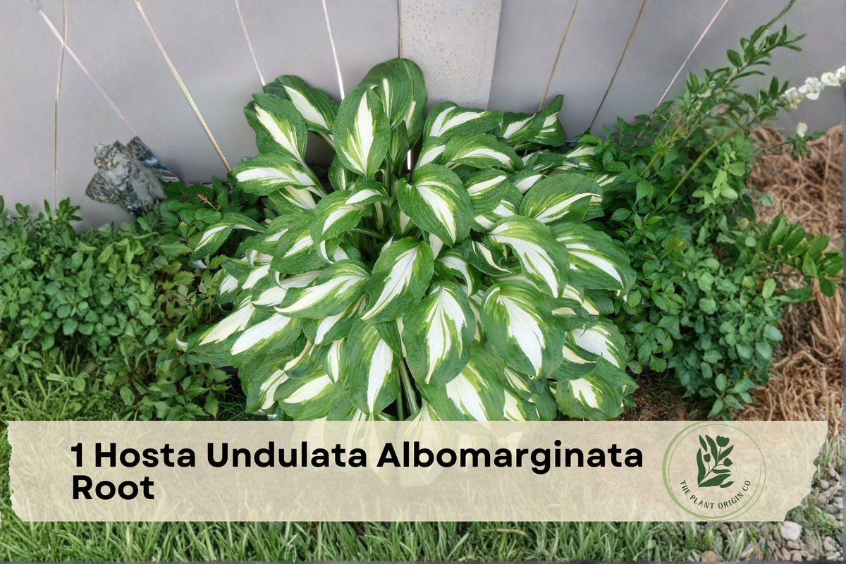 Hosta Undulata Albomarginata Bare Root Plant – Variegated Shade Perennial with Green & White Foliage