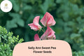 50+ Sally Ann Sweet Pea Seeds | Climbing Pink and Cream Flowers | Lathyrus odoratus ‘Sally Ann’ | Heirloom Garden Vine