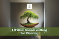 Willow Bonsai Cutting - Unrooted Salix spp. for Propagation, Ornamental Tree, Bare-Root Planting