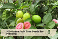 100 Guava Fruit Tree Seeds for Planting | Psidium guajava | Tropical Fruit Tree for Garden, Container, Greenhouse