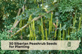 Siberian Peashrub Seeds, Caragana arborescens, Deciduous Shrub, Bright Yellow Spring Blooms, Hardy Garden Plant, 30 Seeds