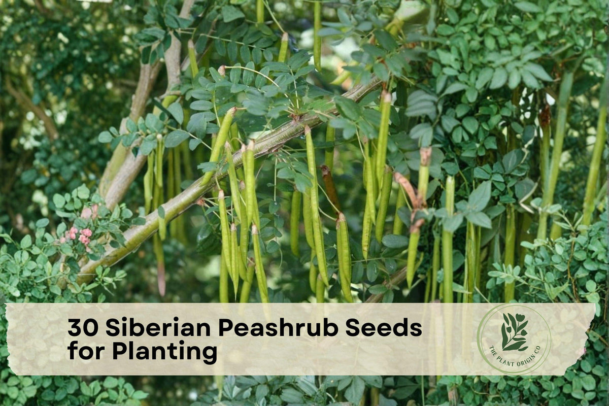 Siberian Peashrub Seeds, Caragana arborescens, Deciduous Shrub, Bright Yellow Spring Blooms, Hardy Garden Plant, 30 Seeds