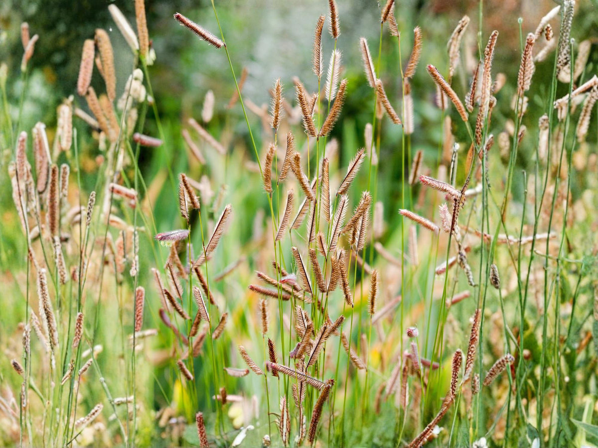 100 Seeds Blue Grama Grass - Bouteloua gracilis - Native Prairie Drought Tolerant