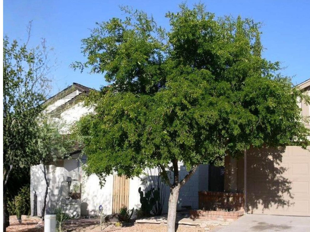 10 Seeds Texas Ebony – Pithecellobium flexicaule – Native Desert Tree