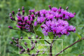 Tall Ironweed Seeds – 100 Count – Vernonia gigantea Native Pollinator Wildflower for Meadows, Rain Gardens, and Native Gardens