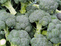 Di Cicco Broccoli Seeds – Italian Heirloom, Non-GMO, Fast-Growing, 500 Pack for Home Gardens, Containers & Microgreens