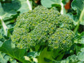 Calabrese Broccoli Seeds – Heirloom, Non-GMO, Green Sprouting, Classic Italian Variety, 500 Seeds