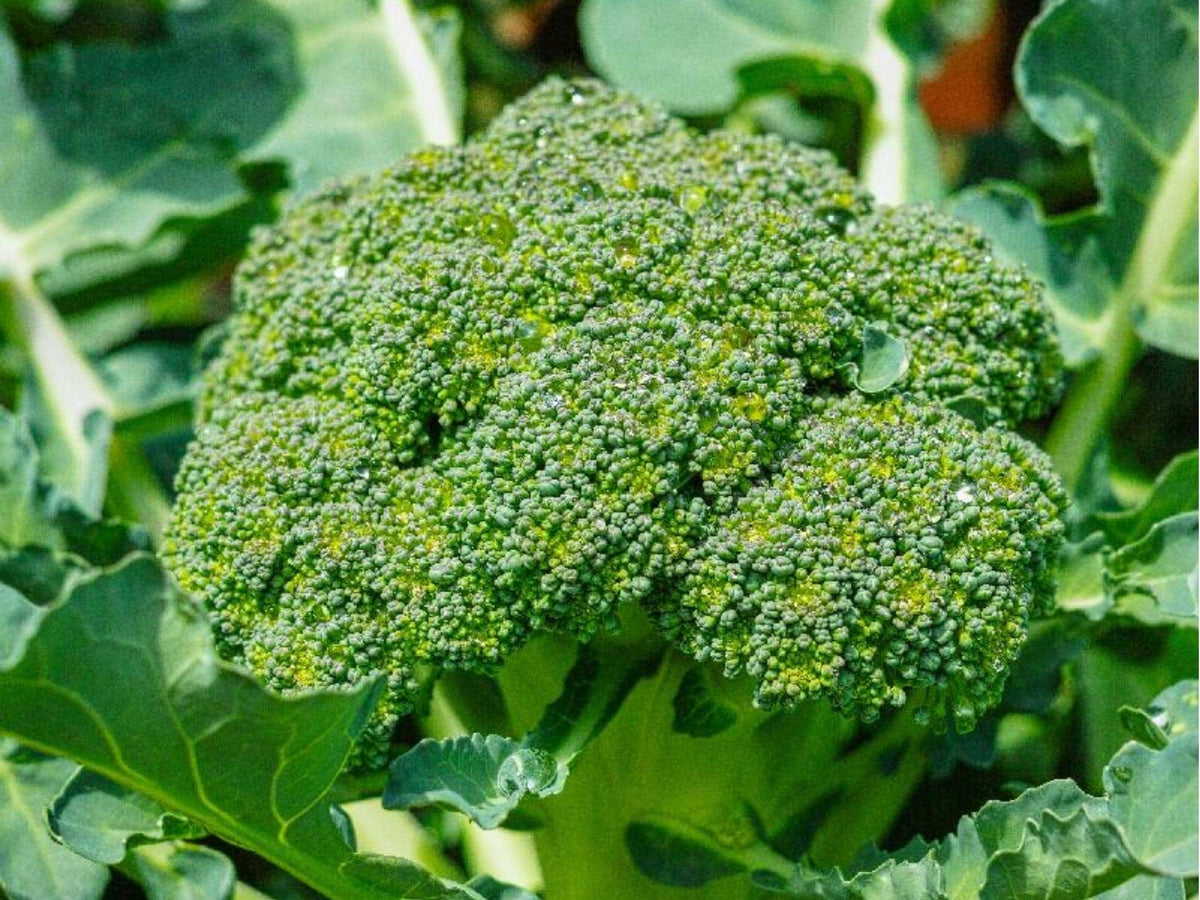 Calabrese Broccoli Seeds – Heirloom, Non-GMO, Green Sprouting, Classic Italian Variety, 500 Seeds