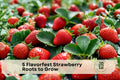 Flavorfest Strawberry Roots – Bare Root Perennial Fruit Plant for Home Gardens, Containers, and Raised Beds