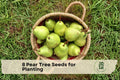 8 Pear Tree Seeds for Planting | Pyrus spp. Deciduous Fruit Tree for Home Garden and Orchard