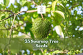 35 Soursop Tree Seeds for Planting Tropical Fruit Tree Annona muricata in Garden or Container