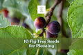 10 Fig Tree Seeds Ficus carica for Garden & Container Planting, Ornamental Tree, Full Sun, Warm Climate