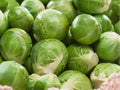Catskill Brussels Sprouts Seeds – Heirloom, Non-GMO, Cold Hardy, Large Yields, Compact Plants, Brassica oleracea