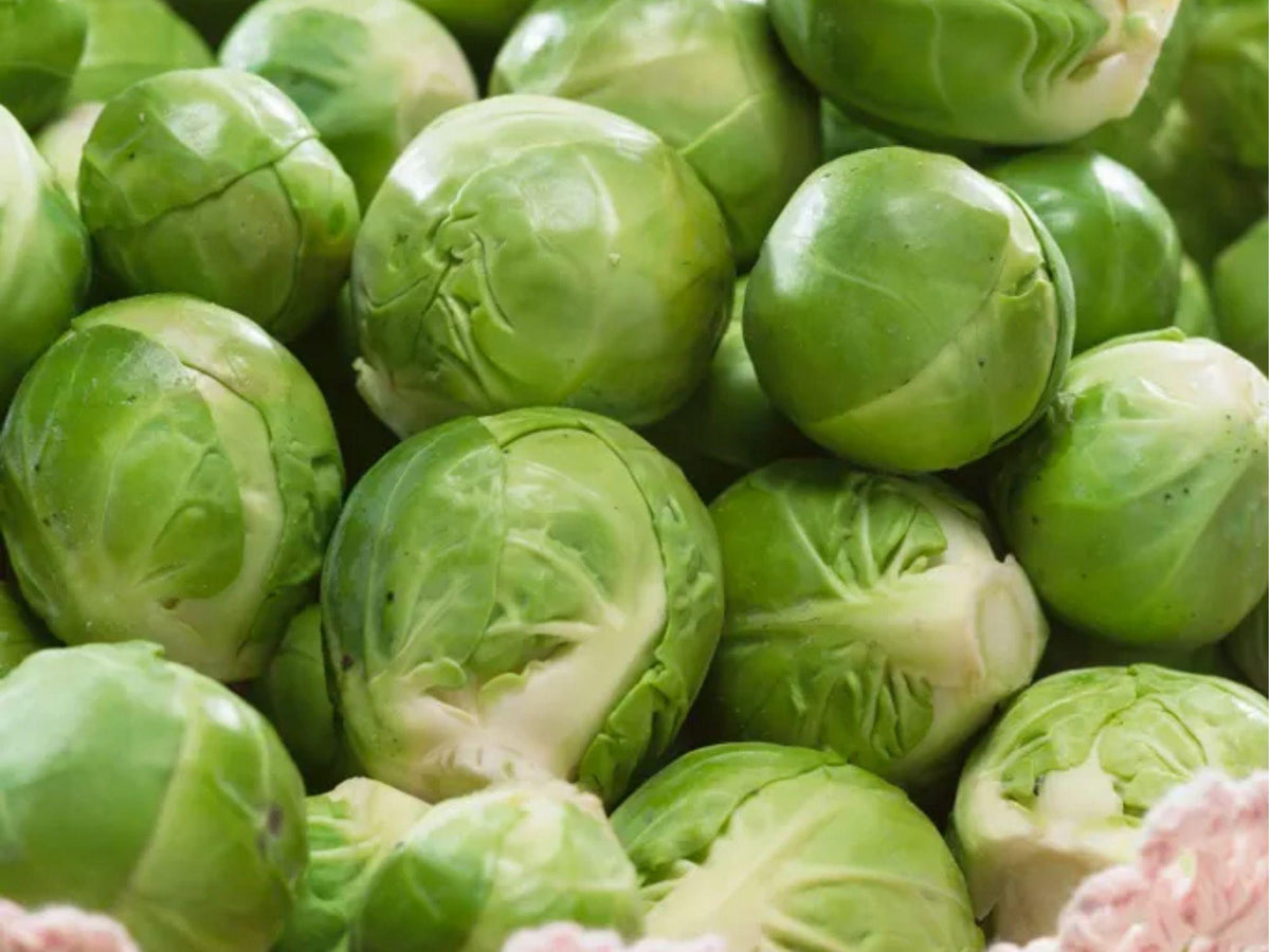 Catskill Brussels Sprouts Seeds – Heirloom, Non-GMO, Cold Hardy, Large Yields, Compact Plants, Brassica oleracea